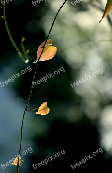 Leaves Green Green Leaf Green Leaves Nature