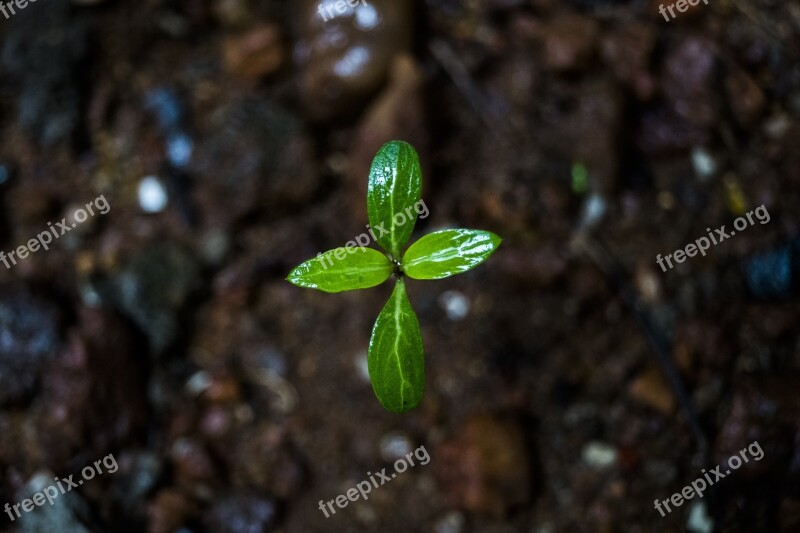 Plant Small Tiny Micro Nano