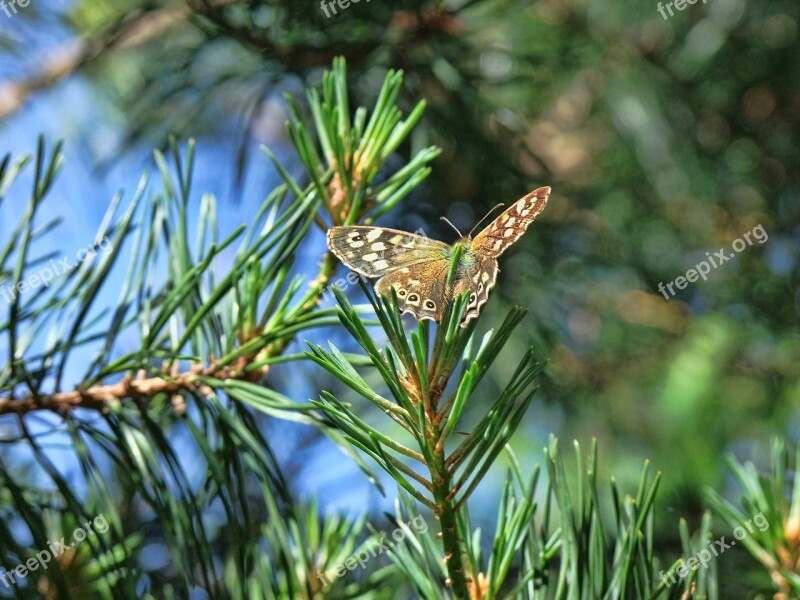 Butterfly Nature Summer Wing Insect