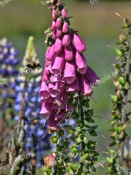 Honey Bee Pollinate Nature Food