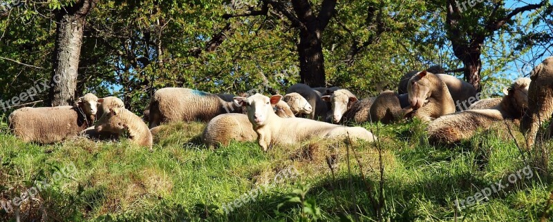 Sheep Flock Flock Of Sheep Pasture Animals