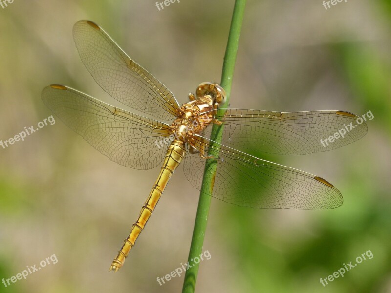 Dragonfly Golden Dragonfly Sympetrum Fonscolombii Insect Stem