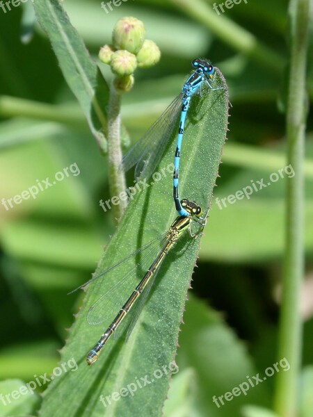 Dragonflies Mating Mate Copulation Winged Insects