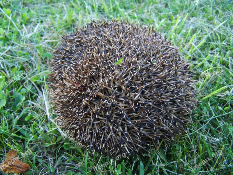 Third Showing A Hedgehog Prickly Animal Nature Free Photos