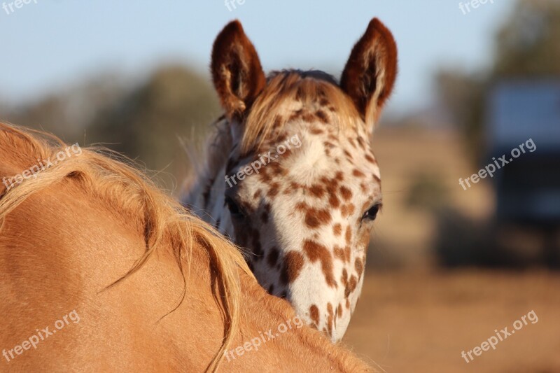 Appaloosa Foal Horse Equine Animal