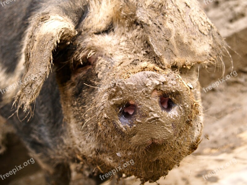 Pig Mud Quagmire Dig Pig Nose