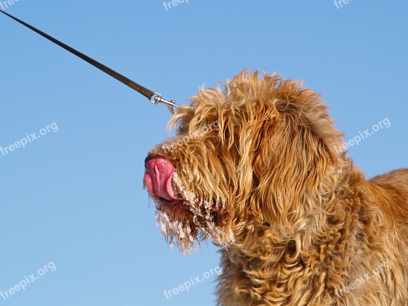 Dog Spinone Eating Ice Cream Tongue Free Photos