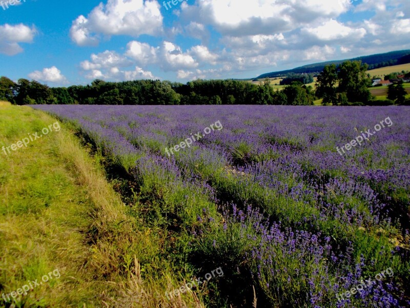 Lavender Lavender Field Lavender Cultivation Lavandula Officinalis True Lavender