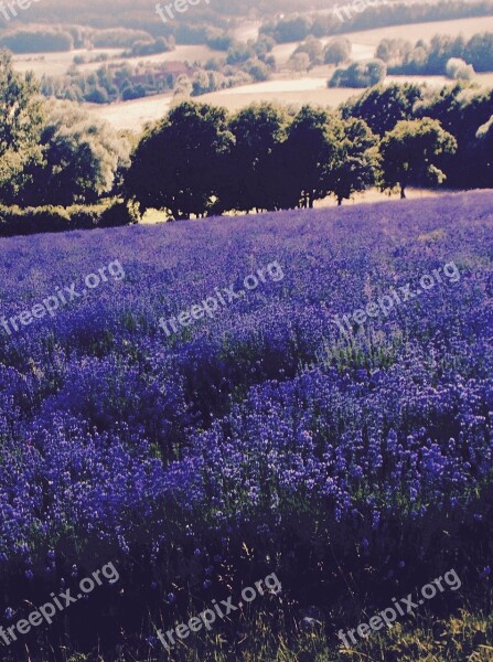 Lavender Lavender Field Lavandula Officinalis Lavender Cultivation Lavender Flowers