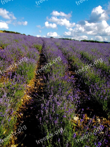 Lavender Lavender Field Lavender Cultivation Lavender Flowers Violet