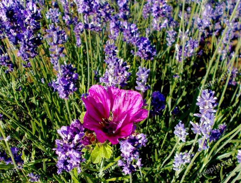 Lavender Lavender Flowers Mallow Purple Violet