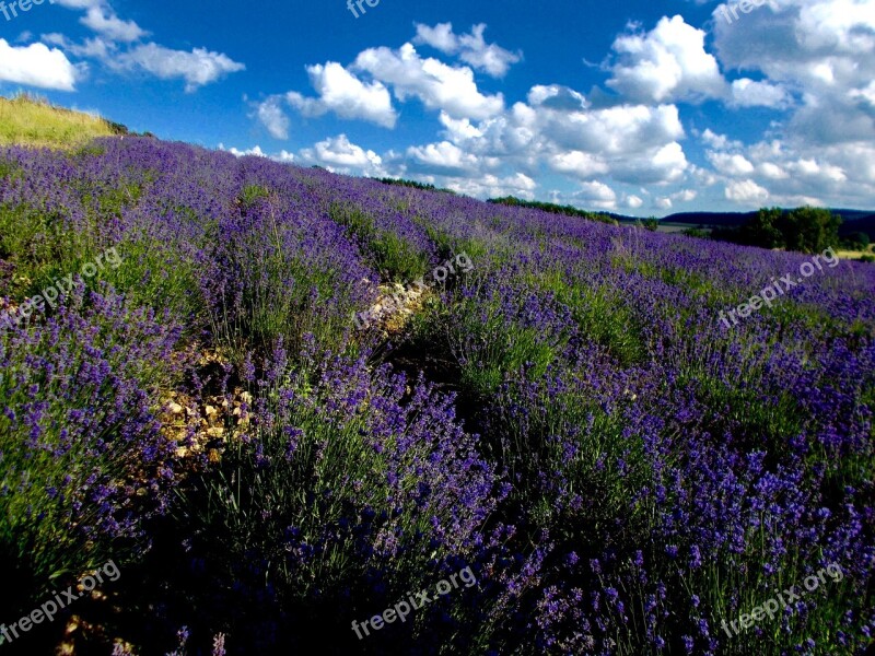 Lavender Lavender Field Lavandula Angustifolia Lavender Hill Lippe Provence