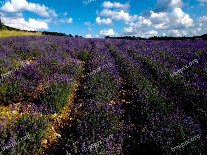 Lavender Lavender Field Lavandula Angustifolia Lavender Cultivation Lavender Flowers