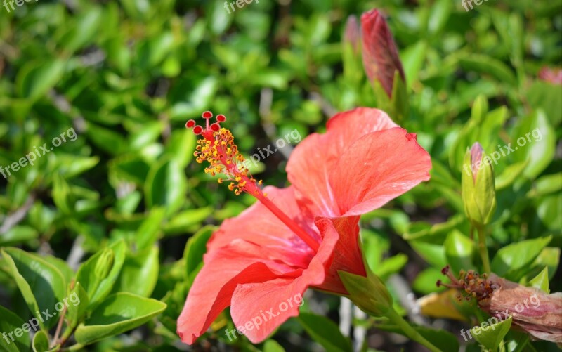 Flowers Summer Flowers Petals Plants Colorful Flowers