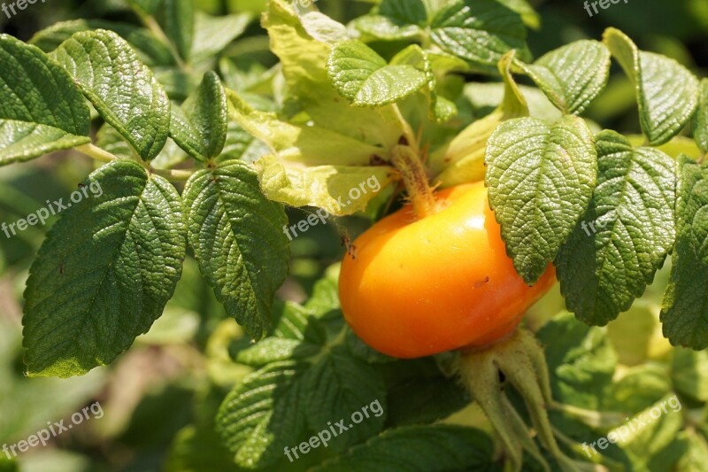 Wild Rose Plant Garden Nature Rose