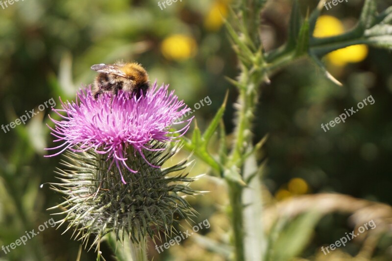 Flower Thistle Blossom Bloom Purple