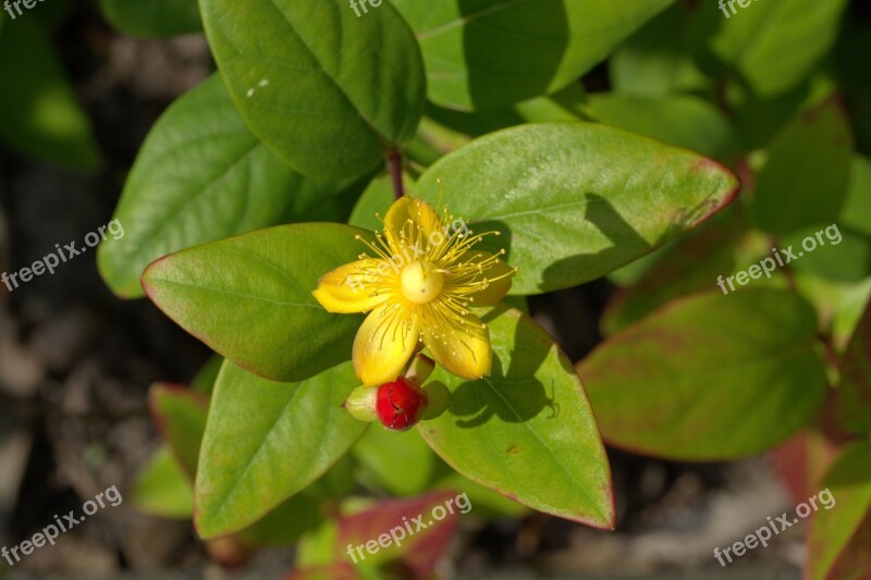 St John's Wort Herb Medicinal Plant Hypericum Perforatum Plant