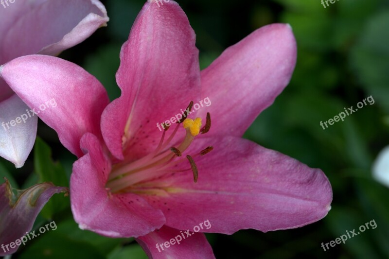 Lily Pink Flower Blossom Bloom