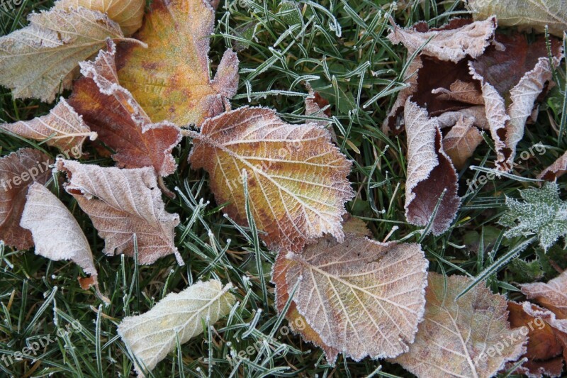 Hoarfrost Frost Ripe Leaves Winter