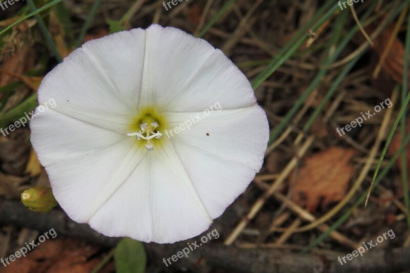 Bindweed Real Fence Winds Convolvulus Sepium Wild Flower White Blossom