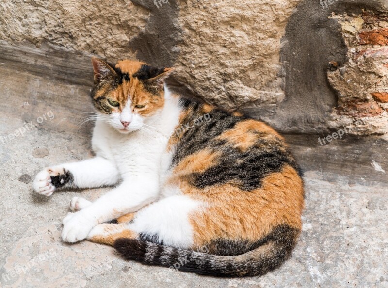 Stray Cat Calico Stray Feline Animal