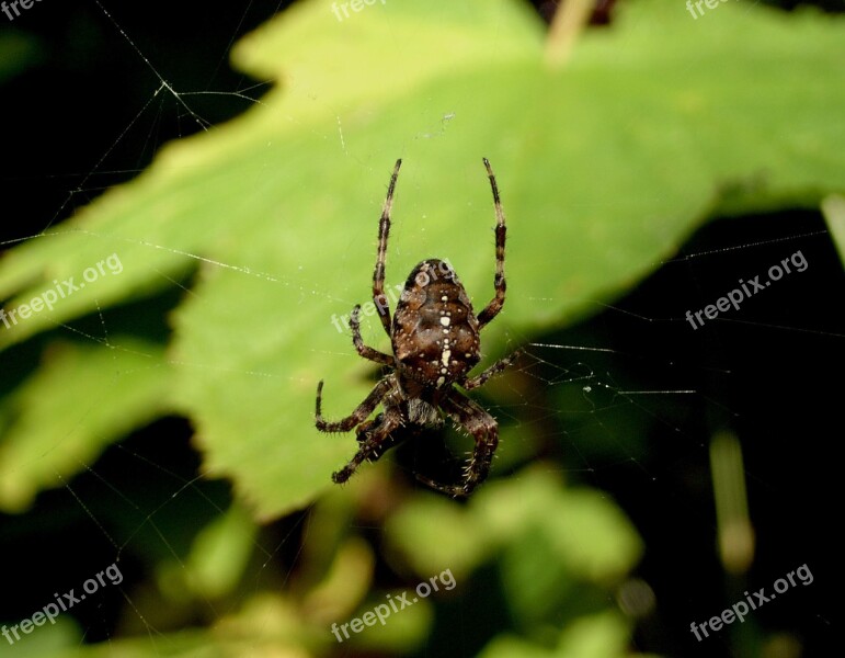 Spider Web Spider Web Insect Outdoors