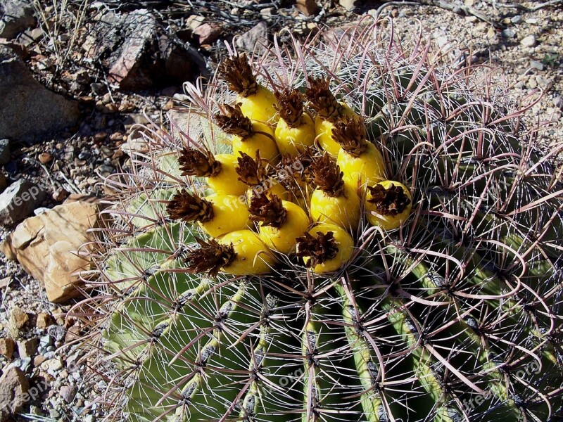 Cactus Barrel Cactus Arizona Dessert Flowers