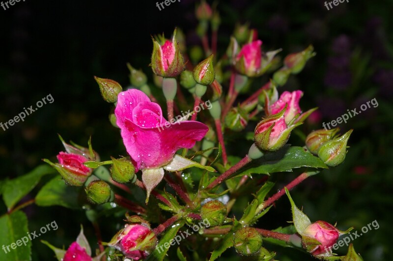 Rose Pink Rose Scented Rose Rose Garden Blossom