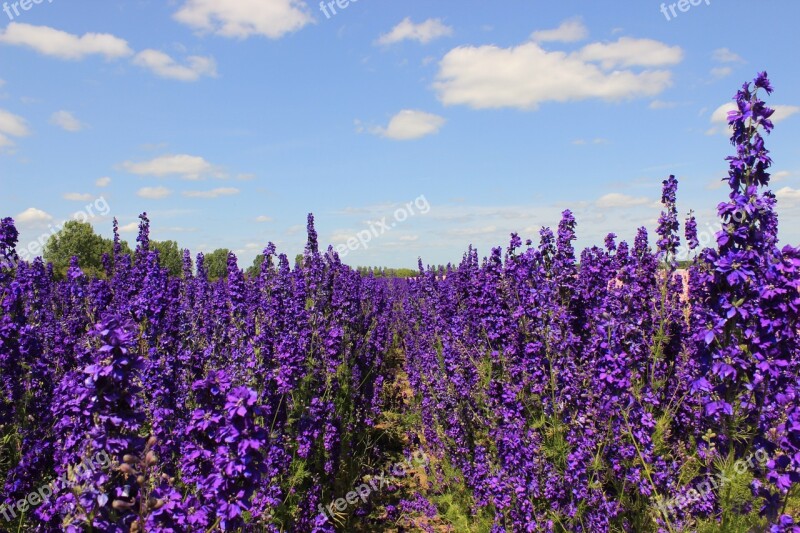 Flowers Delphiniums Blue Nature Floral