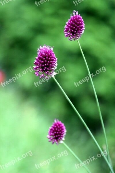 Flowers Garlic Stems Nature Field