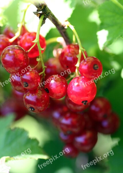 Shrub Currants Fruit Jam Red