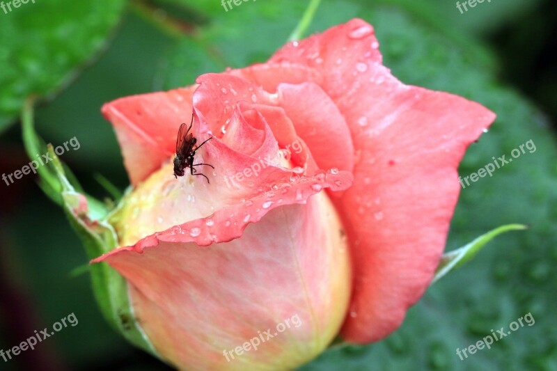 Rose Bud Mucha Summer Closeup