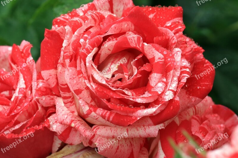 Rose White-red Rose Flower Petal Rain Drops