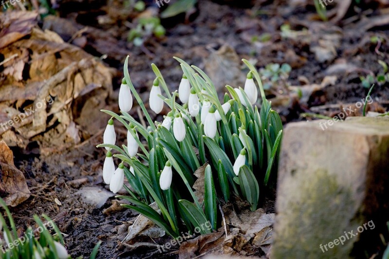 Snowdrops Fresh Spring Flowers Blossom