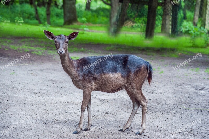 Damm Wild Nature Animal World Close Up Free Photos