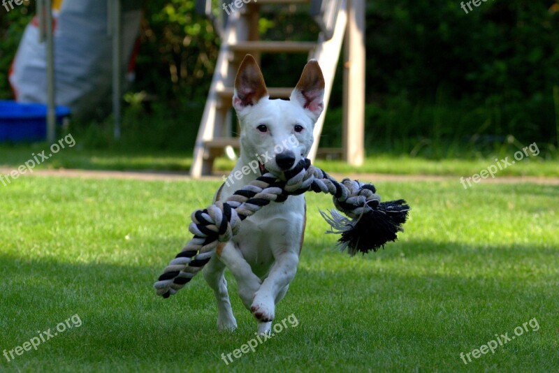 Terrier Jack Russell Animal Portrait Pet Dog