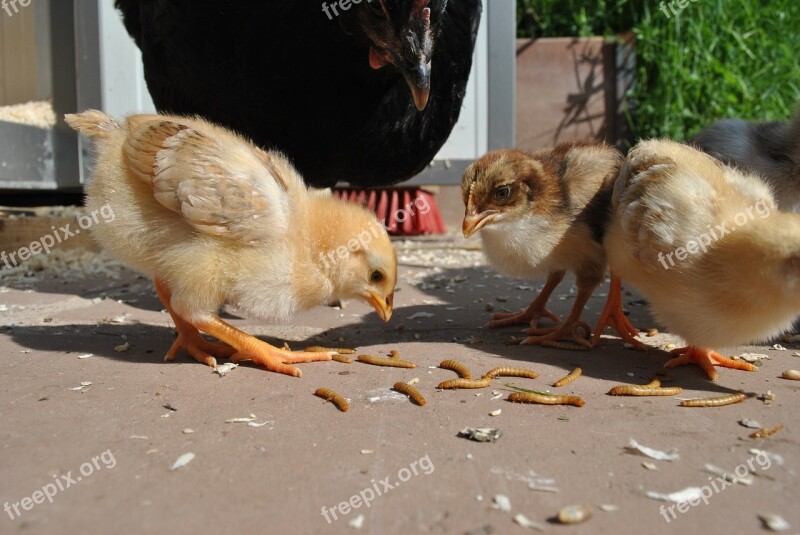 Chicken Chickens Chicks Young Mother Hen