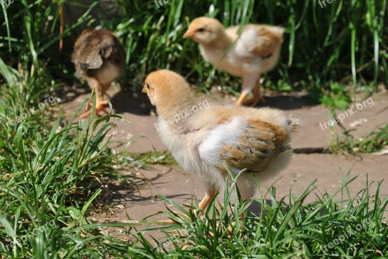 Chicks Chickens Grass Nature Garden