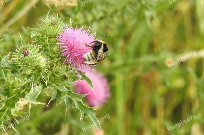 Thistle Thistle Flower Insect Hummel Blossom