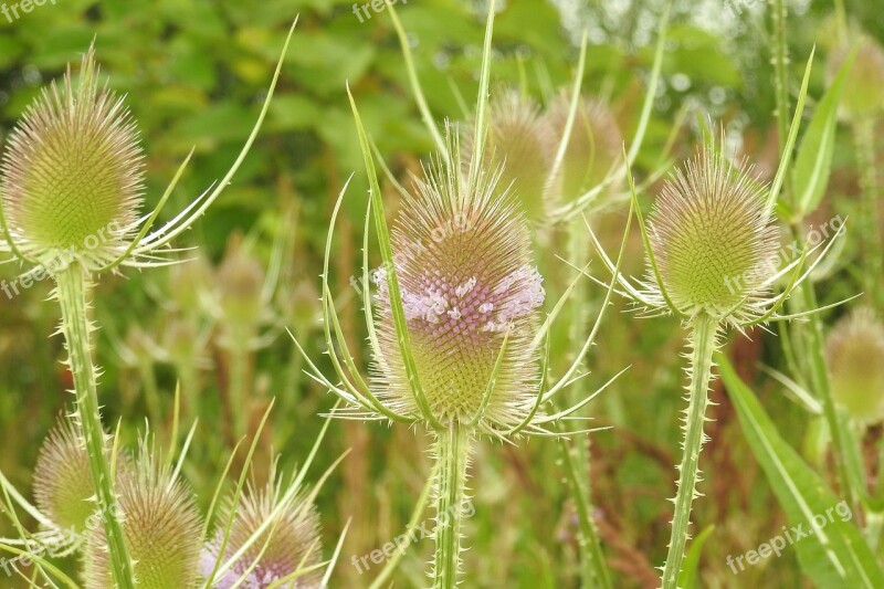 Thistle Wild Teasel Dipsacus Sylvestris Caprifoliaceae Prickly