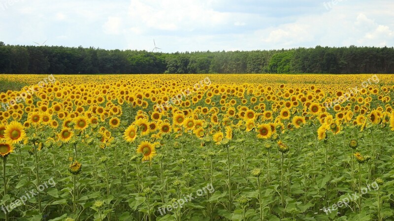 Landscape Sunflower Blossom Bloom Yellow