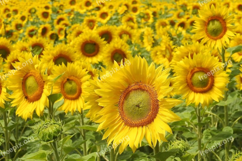 Sunflower Blossom Bloom Yellow Summer