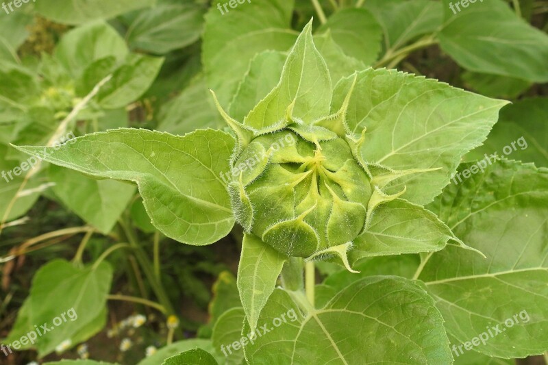 Sunflower Bud Green Summer Helianthus