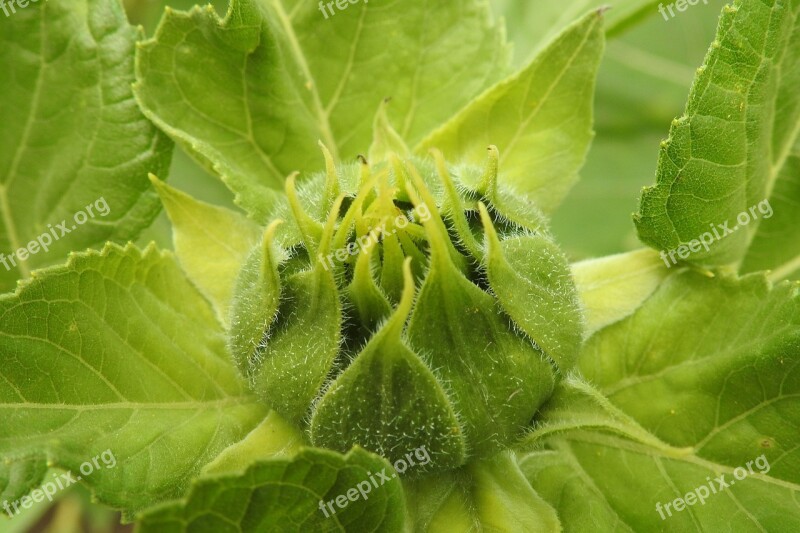 Sunflower Bud Green Summer Helianthus