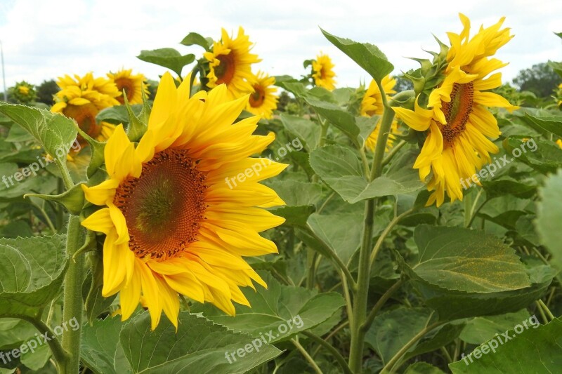 Sunflower Blossom Bloom Yellow Summer