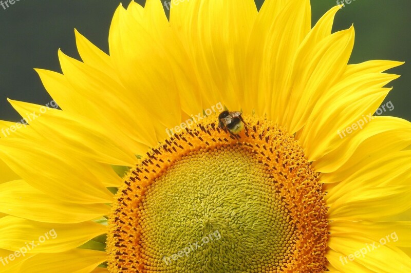 Sunflower Insect Hummel Blossom Bloom