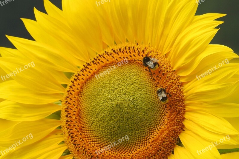 Sunflower Insect Hummel Blossom Bloom