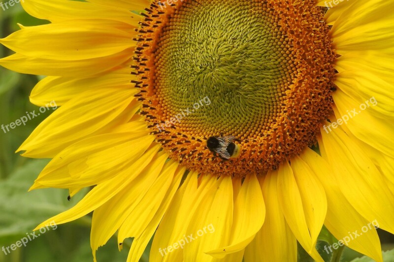 Sunflower Insect Hummel Blossom Bloom