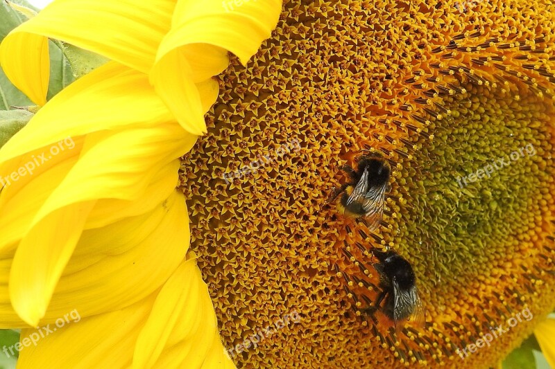 Sunflower Insect Hummel Blossom Bloom