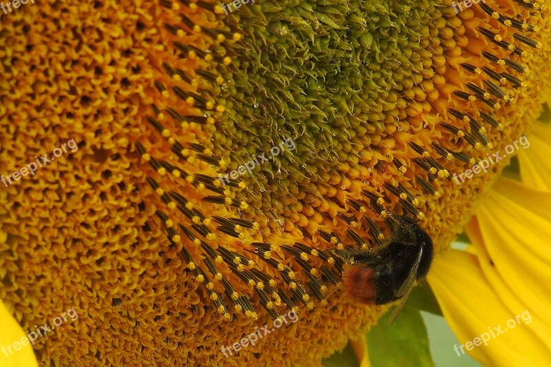 Sunflower Insect Hummel Blossom Bloom